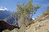 Inca Trail, Cusichaca Valley with the snow capped peak of Veronica in sight. 